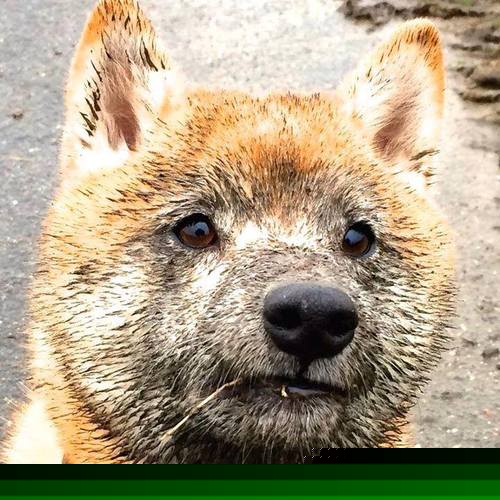 传奇教练的“奇兵”战术，冲冠之路的秘密武器，lol传奇教练